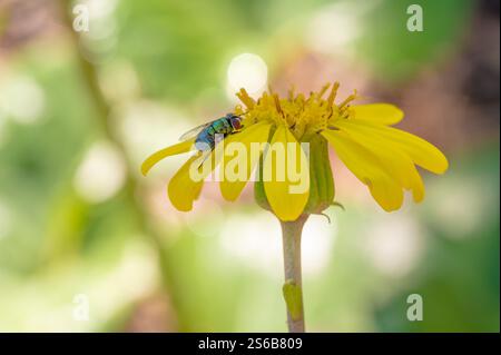 Una mosca latrina orientale, Chrysomya megacephala, su una pianta di leopardo, Ligularia tussilaginea. Foto Stock