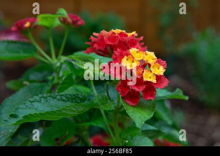 Fioritura Lantana comune, nota anche come salvia gialla, nei colori arancio, rosso e giallo Foto Stock
