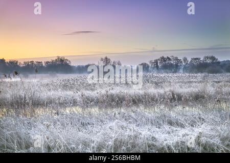 Gli storpidi si alzano dalle canne sulla loro ascesa di massa poco prima dell'alba a Ham Wall, Somerset Levels, Regno Unito Foto Stock