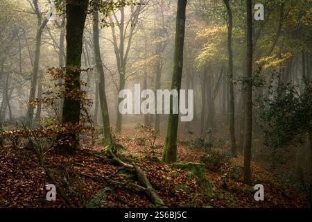 Nebbia a Beacon Hill Woods, nel Somerset, per un incantevole effetto mistico e onirico in autunno con foglie cadute e gocce di rugiada Foto Stock