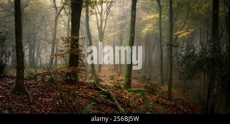 Nebbia a Beacon Hill Woods, nel Somerset, per un incantevole effetto mistico e onirico in autunno con foglie cadute e gocce di rugiada Foto Stock