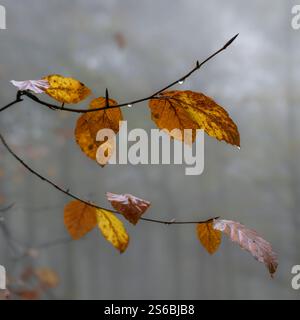 Foglie autunnali nel bosco di Beacon Hill nel Somerset, Regno Unito, che si distinguono dagli alberi nebbiosi sullo sfondo, con gocce di rugiada Foto Stock