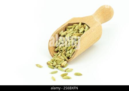 Primo piano bulbo di finocchio fresco e semi di finocchio essiccati isolati su sfondo bianco (Foeniculum vulgare) Foto Stock