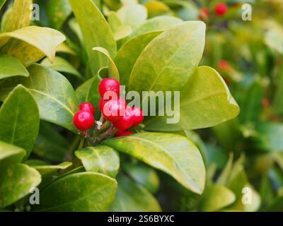 Primo piano dei frutti di una skimmia giapponese (skimmia japonica) che cresce a Bonn, in Germania a gennaio Foto Stock