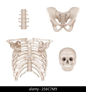Scheletro umano. Anatomia del cranio e delle ossa per i medici immagini vettoriali realistiche. Illustrazione dell'anatomia dello scheletro, del cranio e dell'osso. Scheletro umano. Anatomia del cranio e delle ossa per i medici immagini vettoriali realistiche Illustrazione Vettoriale