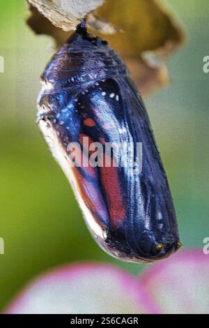 Monarch caterpillar è pronto a emergere dalla sua crisalide. Foto Stock
