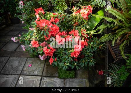 Fiori di azalea giapponese rosa brillante con foglie verdi lussureggianti in un ambiente da giardino, perfetto per il paesaggio ornamentale Foto Stock