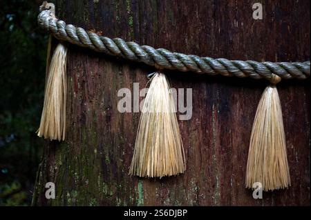 La corda shimenawa con nappine avvolte intorno ad un albero di cedro è la credenza shintoista dell'animismo secondo cui tutti gli oggetti naturali sono sacri con un'anima in Giappone. Foto Stock