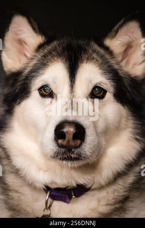 Ritratto di un cane dell'Alaska Malamute su sfondo scuro Foto Stock