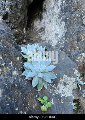Piante succulente che crescono su una superficie rocciosa con lichene Foto Stock
