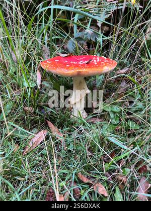 Fungo rosso brillante Foto Stock