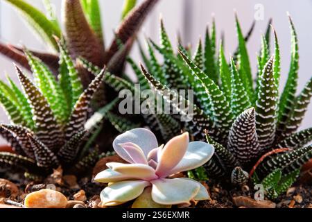 Mostra tre tipi di succulente piantate insieme in una pentola. Colori vivaci e texture uniche delle piante Foto Stock