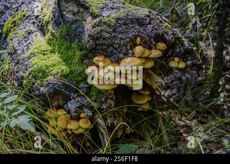 Funghi che crescono su un tronco di albero disteso, circondati da muschio, Hirschenstein, bassa Baviera Foto Stock