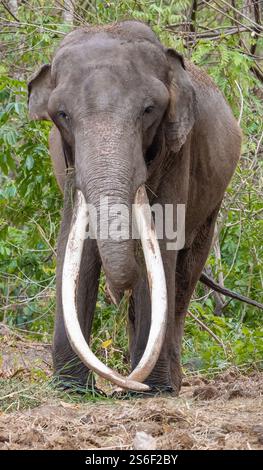 Primo piano di un elefante asiatico Foto Stock