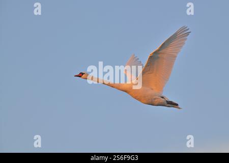 Un cigno muta (Cygnus olor) vola nell'aria con le ali spalancate all'alba, l'area dello stagno Wismar-Kluss, Wismar, Meclemburgo-Pomerania occidentale, GE Foto Stock