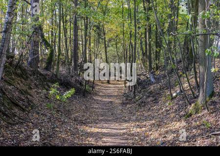 Uno stretto sentiero boschivo fiancheggiato da alberi, ricoperto di foglie autunnali e inondato dalla luce soffusa del sole Foto Stock