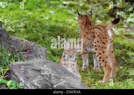 Una giovane lince eurasiatica (Lynx Lynx) si trova in un prato verde dietro una roccia. Una lince adulta sta sullo sfondo Foto Stock