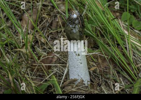 Sul fondo della foresta, Viechtach, bassa Baviera, cresce il fungo (corno) con gambo bianco e punta marrone Foto Stock