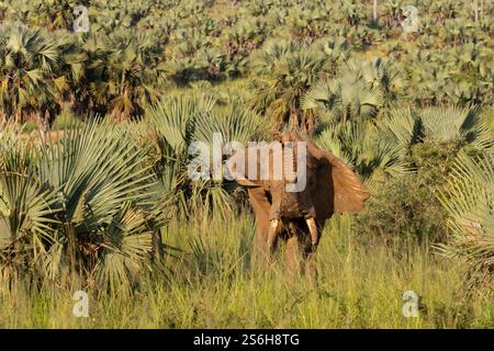 Elefante africano Loxodonta africana, bagno femminile adulto, Murchison Falls, Uganda, settembre Foto Stock
