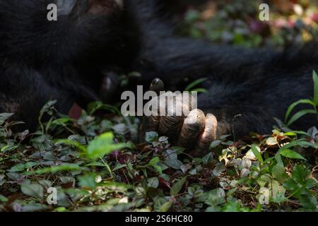 Eastern chimpanzee Pan troglodytes schweinfurthii, Kibale National Park, Uganda, settembre Foto Stock