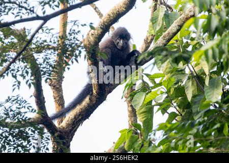 Lophocebus albigena, mangabey dalle guance grigie, adulto seduto nel baldacchino degli alberi, Kibale National Park, Uganda, settembre Foto Stock