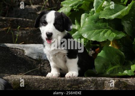 Ritratto di Cardigan Welsh Corgi seduto su vecchie scale in un bel giardino, soleggiato giorno d'estate Foto Stock