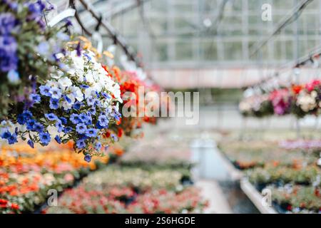 Cesti di fiori appesi in serra Foto Stock
