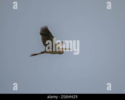 Il maestoso Heron viola in volo Foto Stock