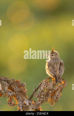 Crested Lark (Galerida cristata) قبرة متوجة arroccato su ramoscelli Crested larks si riproducono attraverso la maggior parte dell'Eurasia temperata dal Portogallo alla Cina nord-orientale e. Foto Stock
