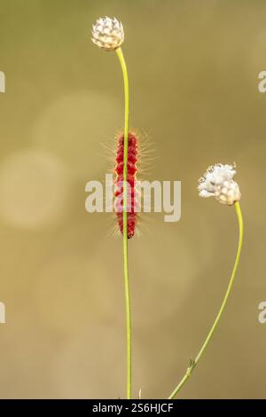 Nodo erba moth caterpillar su una foglia. Nodo erba falene (Acronicta rumicis) si trovano in tutta Europa, Africa del Nord e in Asia fino a K Foto Stock