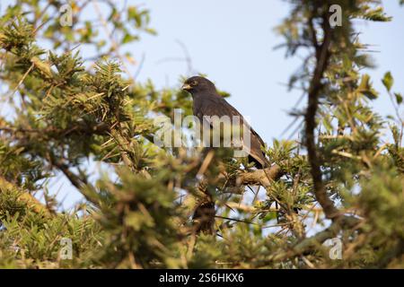 Ovambo Sparrowhawk Accipiter ovampensis, adulto arroccato nel Bush, Parco Nazionale del Lago Mburo, Uganda, settembre Foto Stock