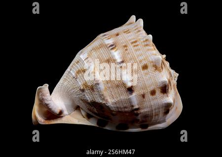 Cassis cornuta o guscio del casco con corna su sfondo nero Foto Stock