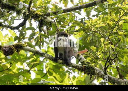 Scimmia dalla coda rossa Cercopithecus ascanius, adulto nell'albero, Bwindi Impenetrable Forest, Uganda, settembre Foto Stock