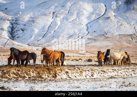 Vista dei tipici cavalli islandesi in inverno. Islanda meridionale, Europa. Foto Stock