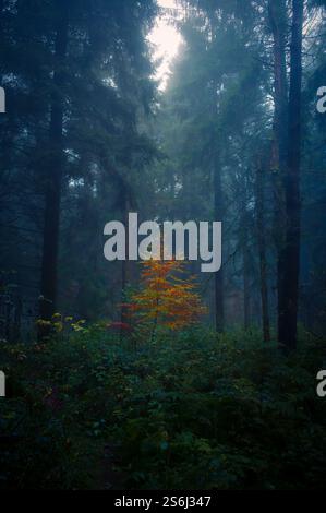 Un unico piccolo albero dai colori autunnali in una glade circondata da pini, con una nebbia d'atmosfera che diffonde la luce. Foto Stock