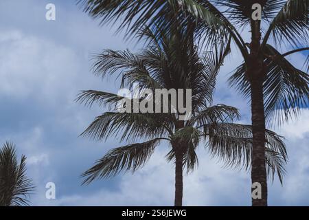 Le lussureggianti palme verdi oscillano dolcemente sullo sfondo di un cielo blu luminoso con morbide nuvole bianche Foto Stock