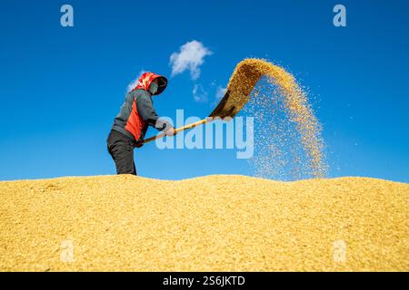 Pechino, Cina. 12 ottobre 2024. Un agricoltore lavora tra pile di riso in una fattoria del gruppo Beidahuang nella provincia di Heilongjiang, nella Cina nord-orientale, 12 ottobre 2024. Crediti: Zhang Tao/Xinhua/Alamy Live News Foto Stock