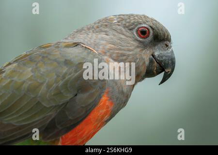Pappagallo dal panciotto rosso, Poicephalus rufiventris Foto Stock