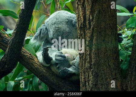 Koala, femmina con giovane (Phascolarctos cinereus) Foto Stock
