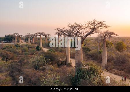 Vista del tramonto degli alberi di Baobab. Madagascar occidentale Foto Stock