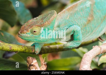 Chameleon appollaiato su un ramo. Madagascar Foto Stock
