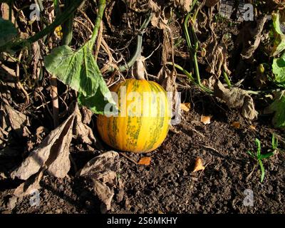 Olio di zucca nel campo, Cucurbita pepo var Foto Stock