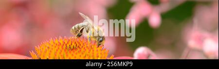 Insetti Foto Stock