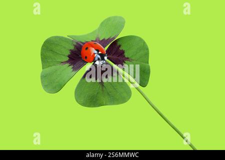 Coccinella sul chiodo di garofano Foto Stock