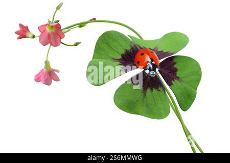 Coccinello sul trifoglio fortunato Foto Stock