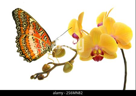Lacewing su orchidea Foto Stock
