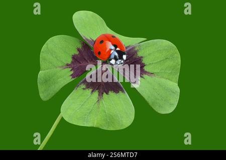 Shamrock con coccinella Foto Stock