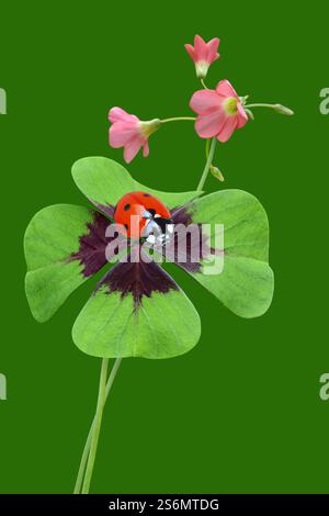 Coccinello sul trifoglio fortunato Foto Stock