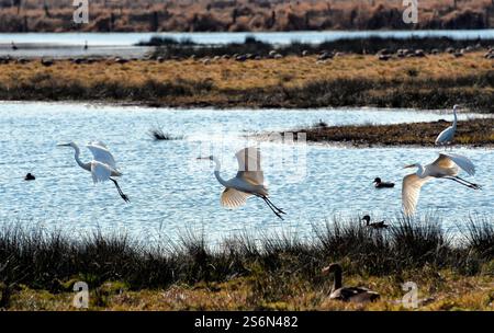 Grandi egrette nei prati dello Steinhuder Meer Foto Stock