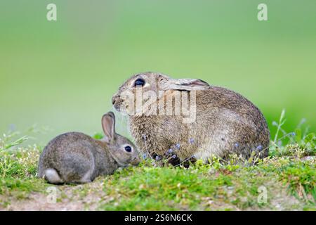 Conigli europei / coniglio comune (Oryctolagus cuniculus) adulti con giovane / kit seduto vicino all'ingresso di warren in prateria in estate Foto Stock